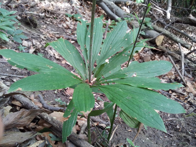 Lilium martagon